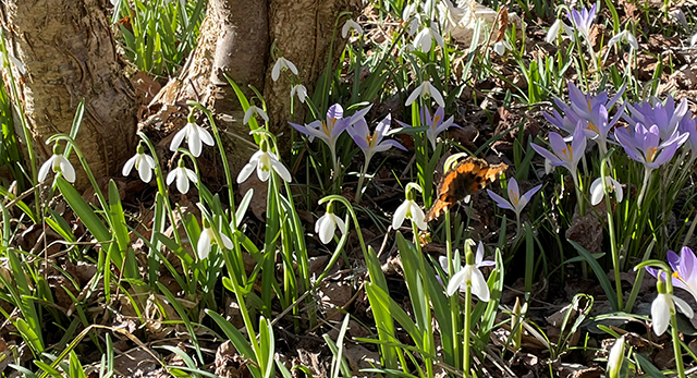 En fjäril bland blommande krokus.