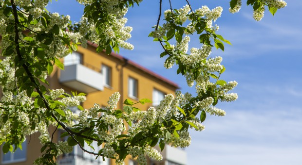 Gul fasadbild med fläderblom i förgrunden.