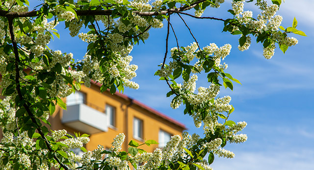 Blommande hägg intill en fastighet i Västberga