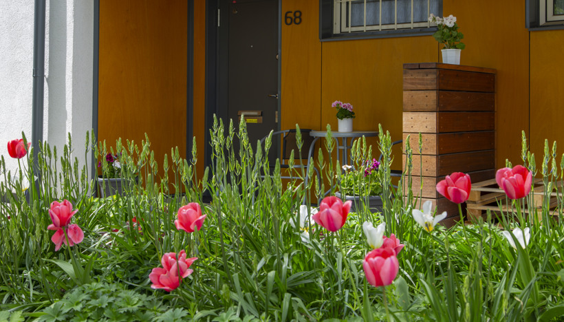 Perennparken, tulpaner