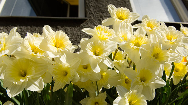 Vårblommor i Vårberg