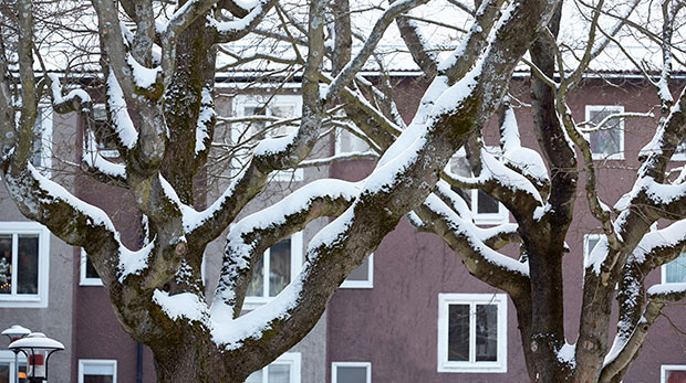 Snöklädda träd mot hyreshus