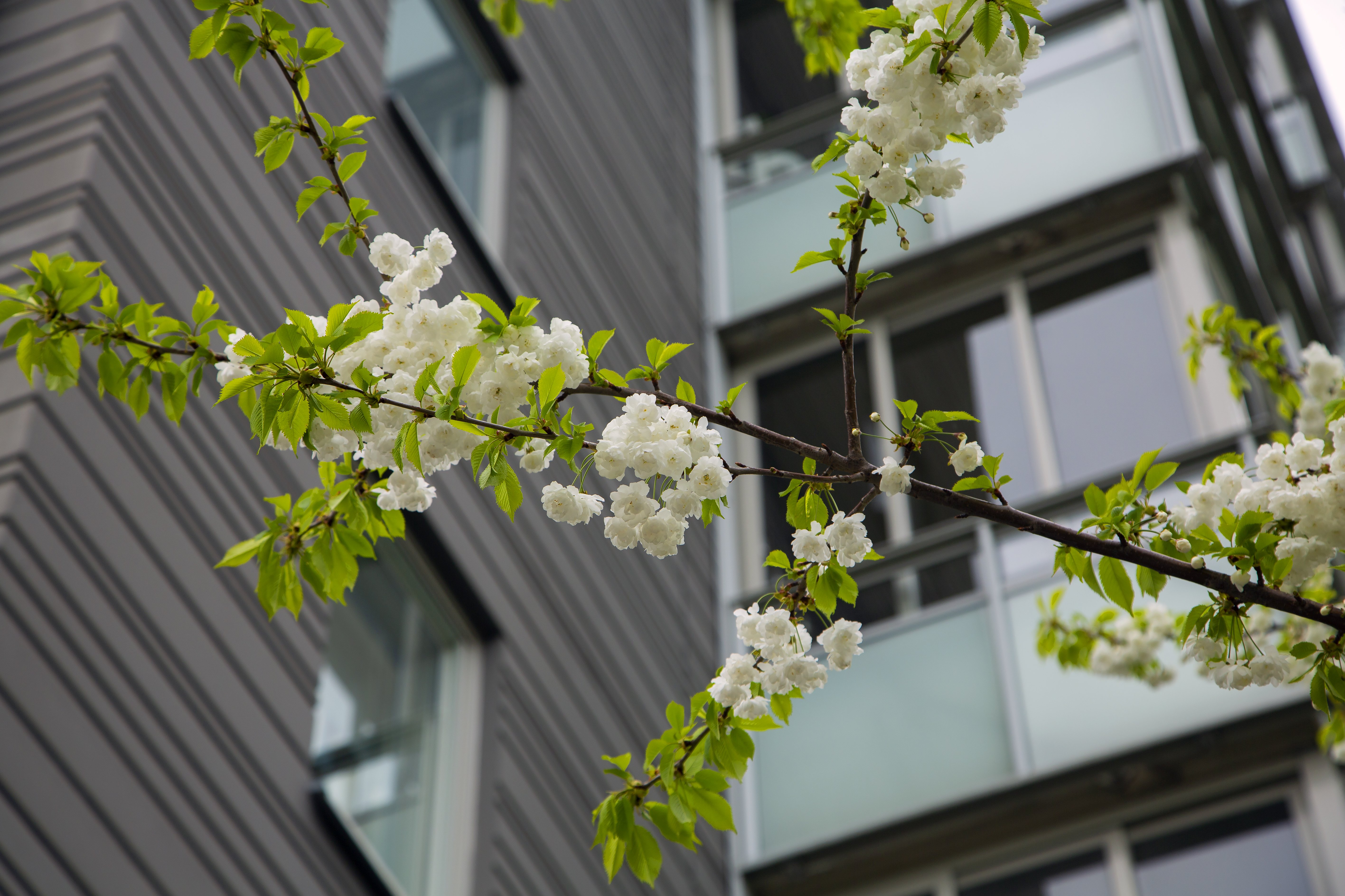 En trädgren med vita blommor i fokus framför ett flerbostadshus