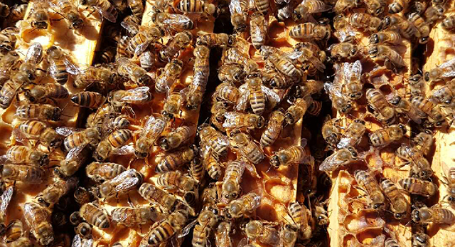 Bin bidrar till biologisk mångfald i Perennparken