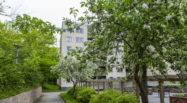 Träd framför Storholmsbackarna i Vårberg