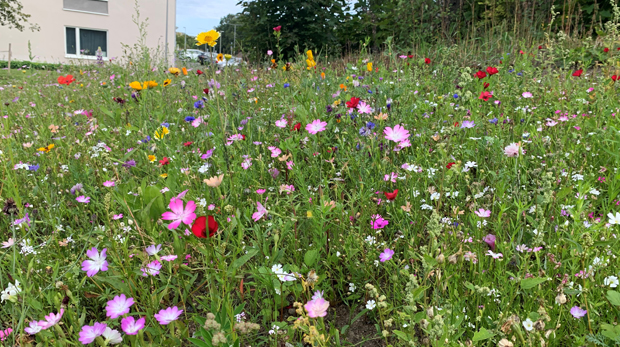 Blommande äng med rosafärgade små blommor