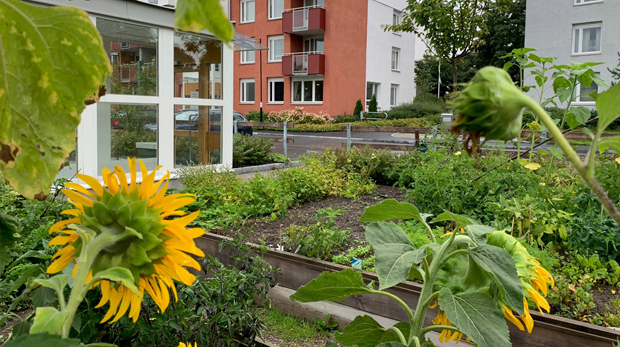 Odlingslotter framför flerbostadshus