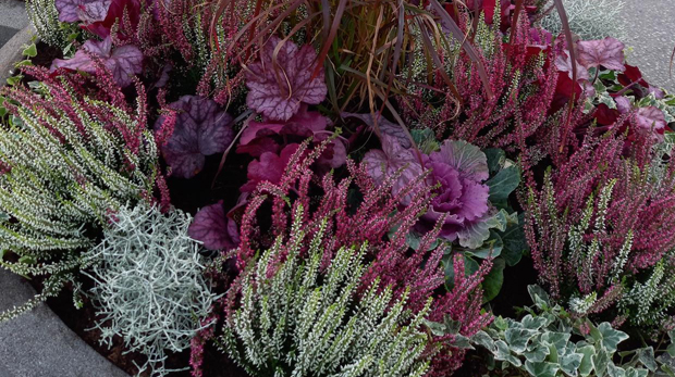 Närbild på ljungväxter i purpur och grönt