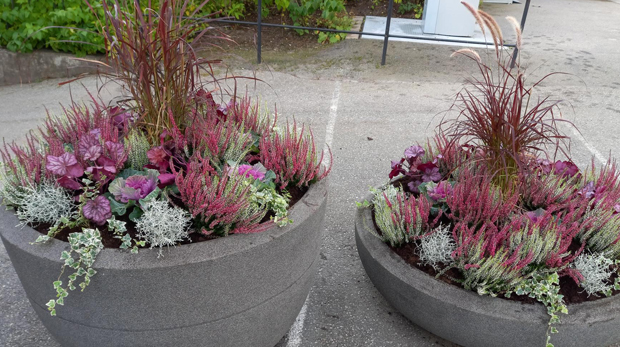 Två stycken betongurnor med höstblomster i purpur och grönt