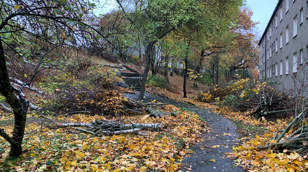 Nedfällda träd längs gångväg kantad av höstlöv