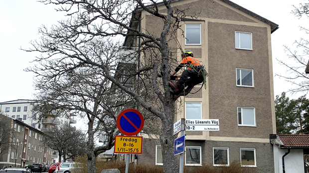 Arborist arbetar med att ta ner grenar i ett träd utanför en trevåningsfastighet