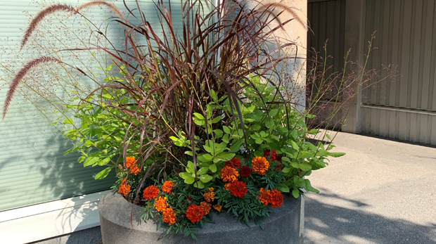 Betongurna fylld med blommor och gräs i orange och grönt