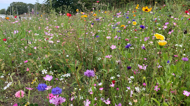 en äng fylld av blomster i alla dess färger