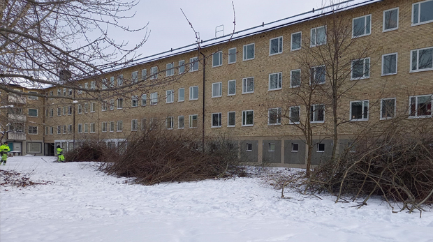 Högar med beskärda buskar ligger i snön utanför hyreshuslänga