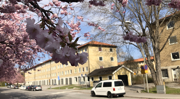 Gren av blommande körsbär hänger framför gulaktiga trevåningshus på rad längs trafikerad gata.